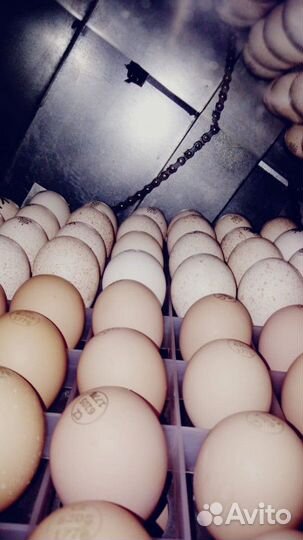 Инкубационное яйцо бройлер импорт