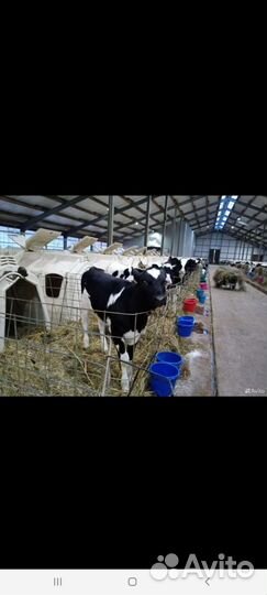 Быки и Тёлки