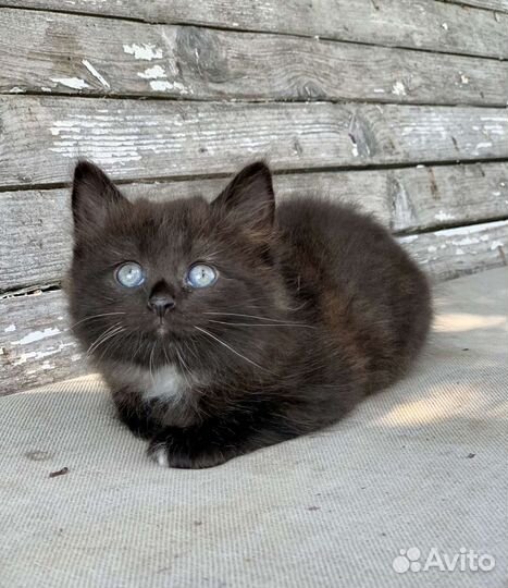 Чудесные чистокровные сибирские котята