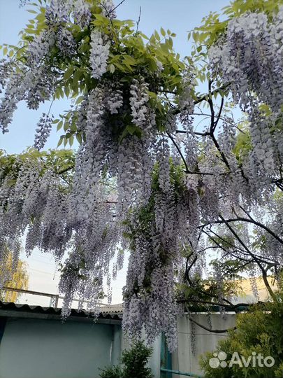 Многолетники садовые