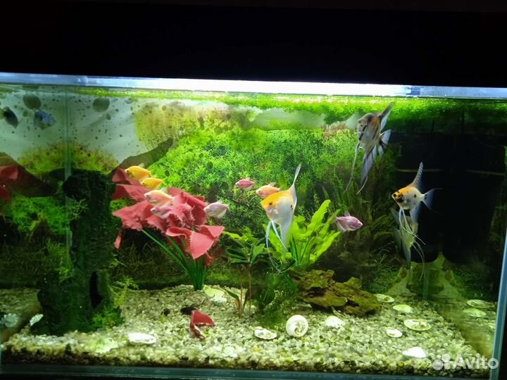 Аквариум