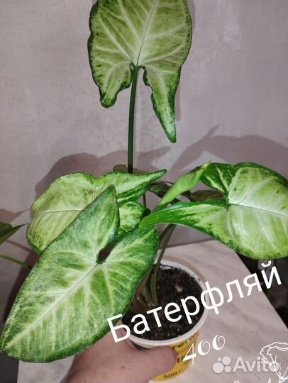 Сингониум манго, батик, брокант