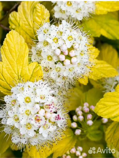 Саженцы пузыреплодника