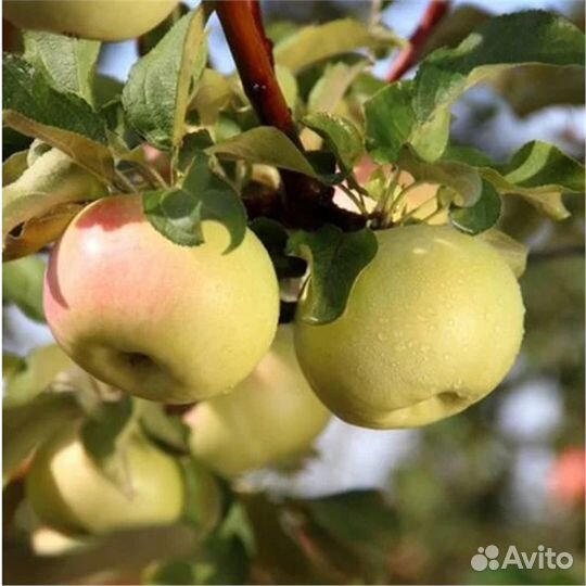 Яблоня. Саженцы яблони в ассортименте