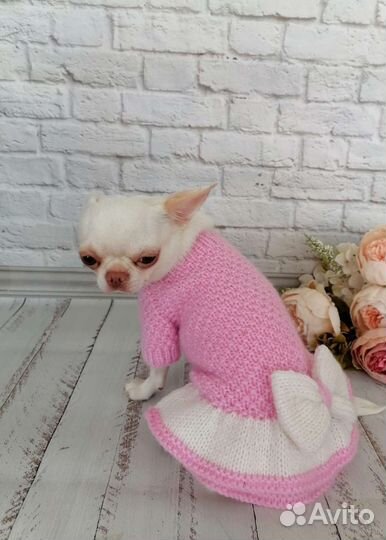 Красивая одежда для собачек