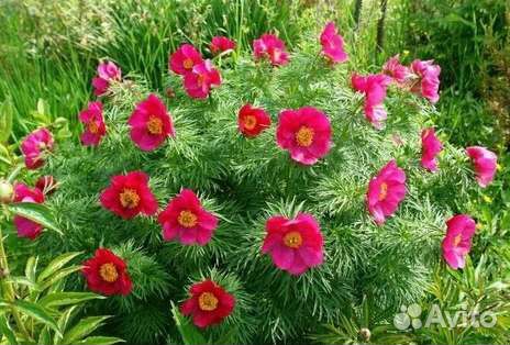 Пион Марьин Корень (уклоняющийся)