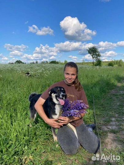 Собачка для семьи