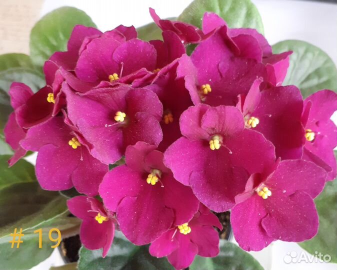 Большой выбор цветущих фиалок