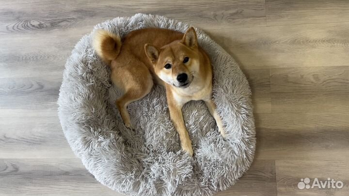 Лежанка новая для собаки/кота «Травка» р-р 70х80