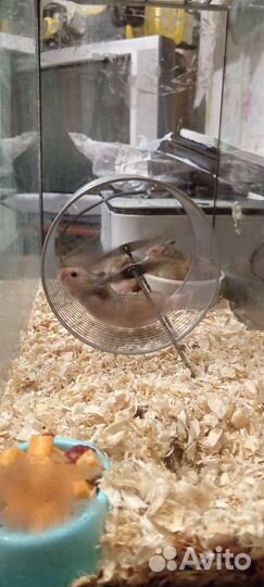 Сирийские хамики