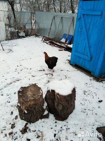 Орпингтон петух