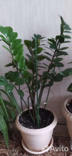 Замиокулькас