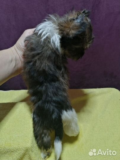 Йоркширский терьер