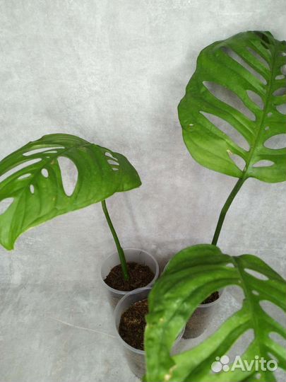 Монстера фридрихшталя