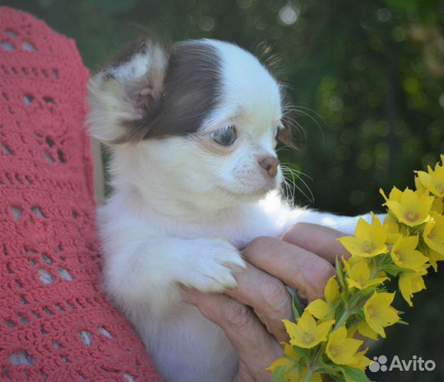 Щенки чихуахуа