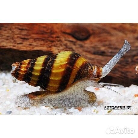 Рыбки, улитки