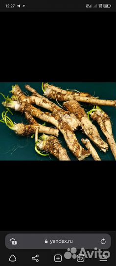 Корни хрена