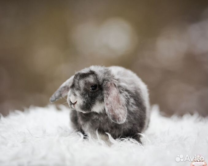 Плюшевый мальчик баран рекс