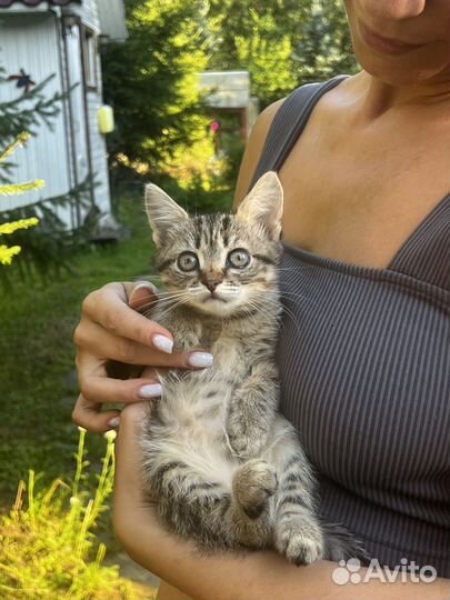 Кошечка в добрые руки