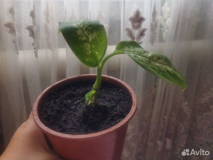 Цветущие комнатные цветы