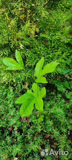 Пассифлора маракуйя