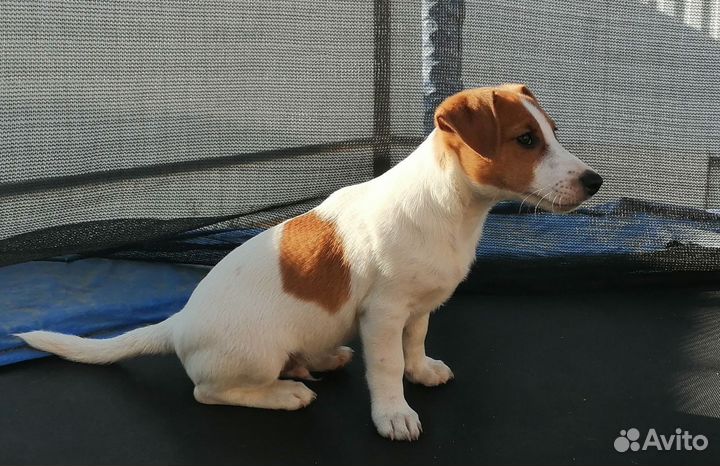 Щенки джек Рассел терьер