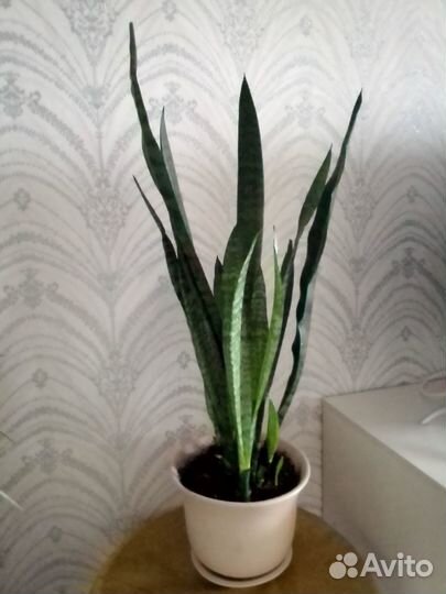 Сансевиерия Щучий хвост