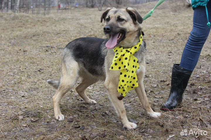 Собака мечтает выбраться из приюта и стать нужной