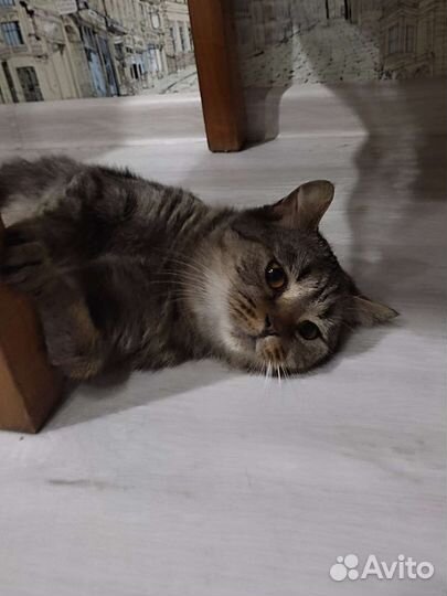 Кошка в дар бесплатно