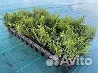 Укорененные черенки Туя Смарагд (кассета)