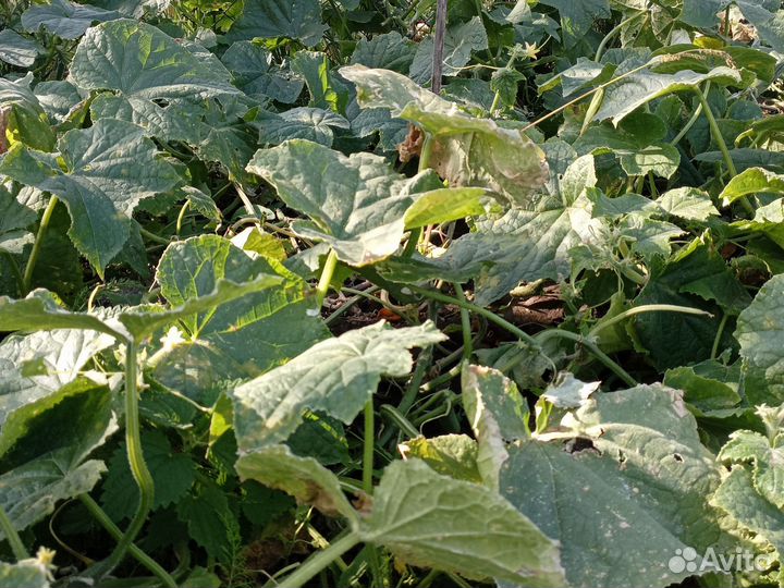 Огурцы свежие домашние