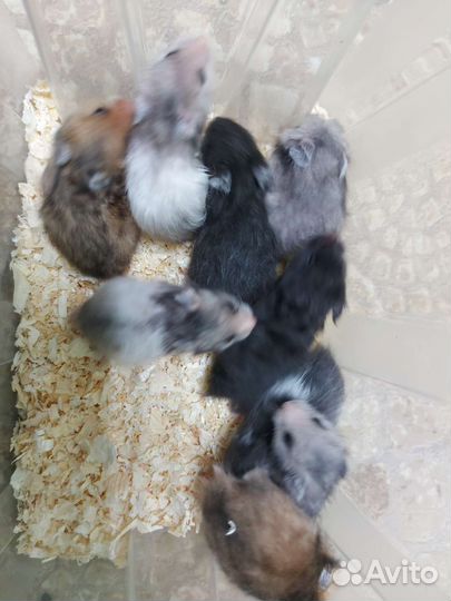 Сирийские и джунгарские хомяки