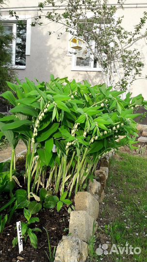 Цветы для сада