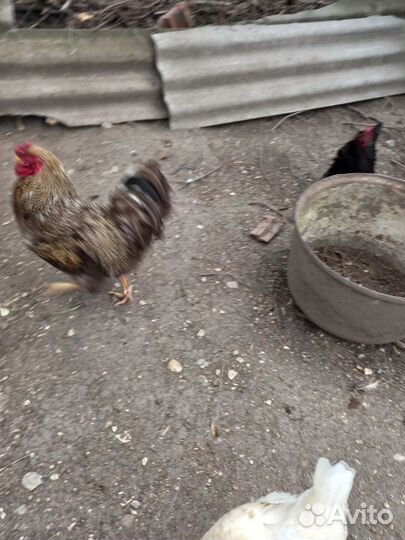 Птицы домашние куры