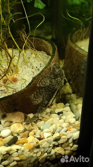 Сомики анциструсы