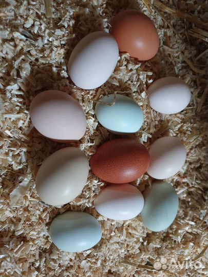 Инкубационное яйцо 80.