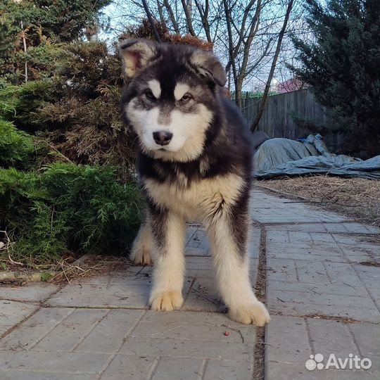 Аляскинский маламут щенок
