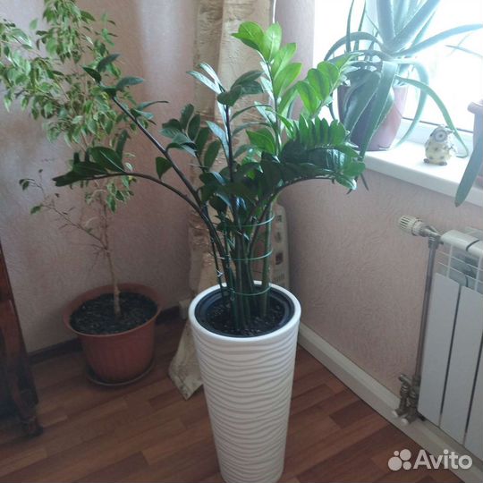 Замиокулькас