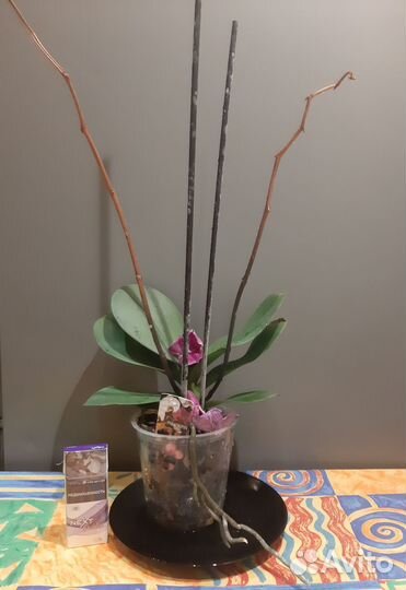 Орхидеи много