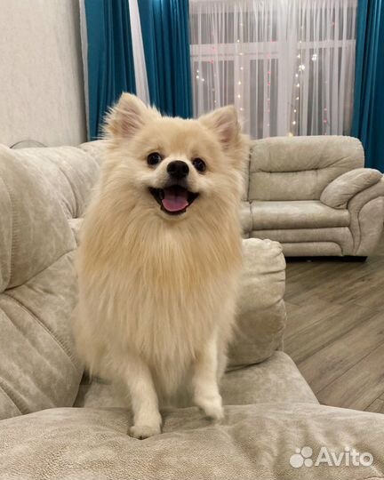 Шпиц для вязки