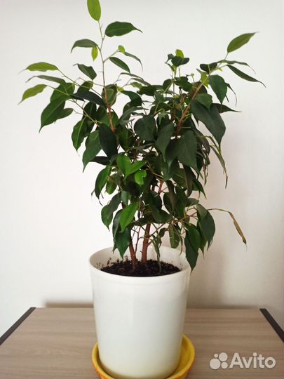 Фикусы бенджамина