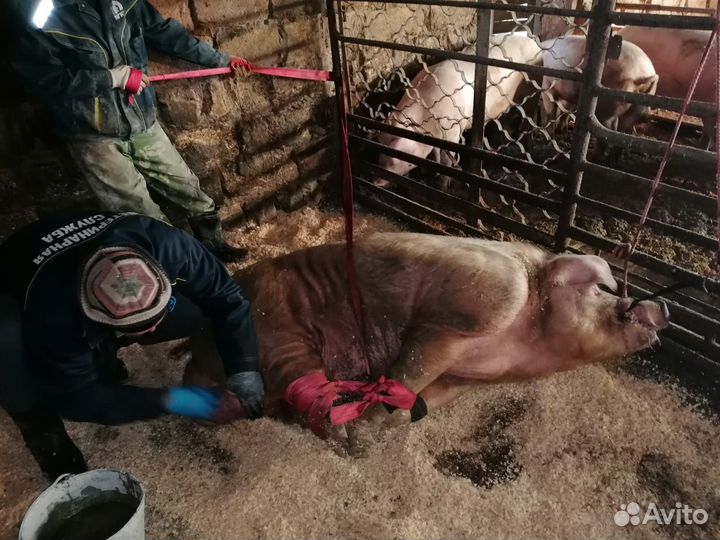 Товары для домашних животных.Кастрация сельхоз ж-х