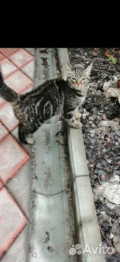 Котенок подросток в добрые руки