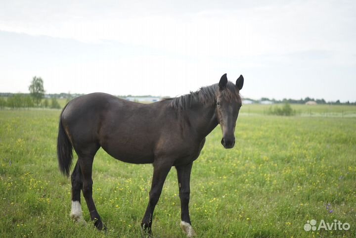 Жеребята годовики 2022 года
