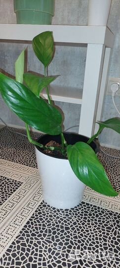 Эпипремнум пинатум