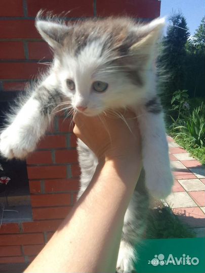 Кошка в дар