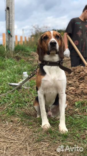 Вязка кобель (эстонская гончая)