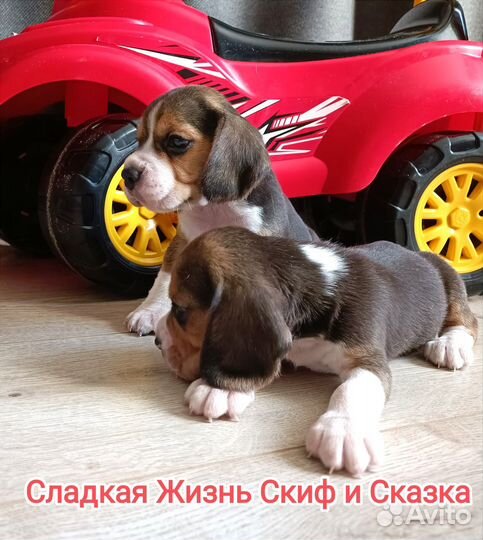 Щенки бигль
