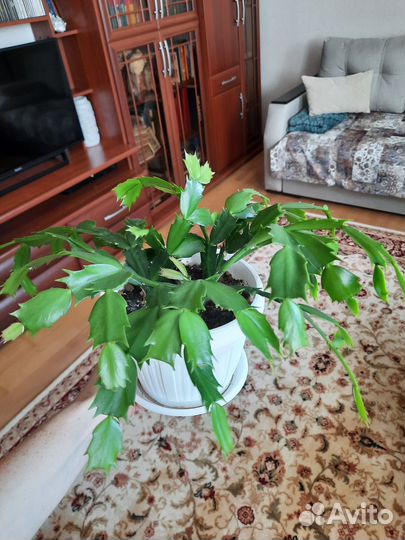 Декабрист шлюмбергера