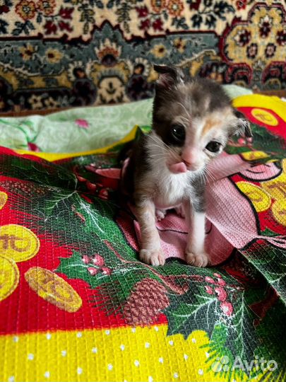 Кошки в добрые руки породистые